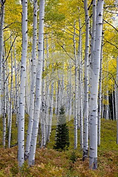 Aspen trees in Fall Colorado when the color of the aspen trees turn yellow. Kebler Pass is one of the best places in Colorado to v
