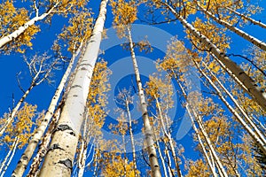 Aspen trees during Fall in Colorado at Kenosha Pass