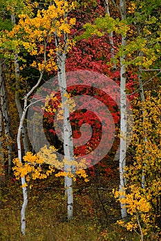 Aspen Trees in Fall with Colors Lush Forest Birch Red Maples