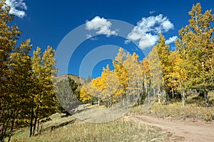 Aspen trees in fall colors in the Sangre De Cristo range on the Medano Pass primitive road in Rocky Mountains in Colorado