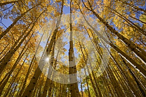 Aspen Trees in Fall ultra-wide angle shot photo