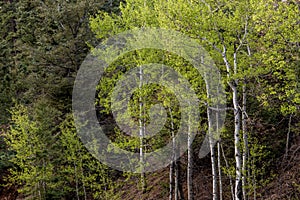 Aspen trees in forest