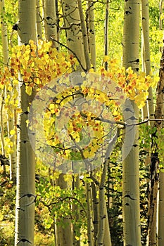 Aspen trees forest, Rocky Mountains, Colorado