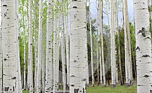 Aspen Trees photo