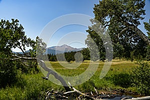 Aspen Trees Frame Long`s Peak