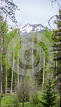 Aspen Trees Framing a Snowy Mountain Peak in Rocky Mountain National Park