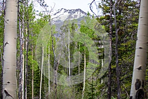 Aspen Trees Framing a Snowy Mountain Peak in Rocky Mountain National Park