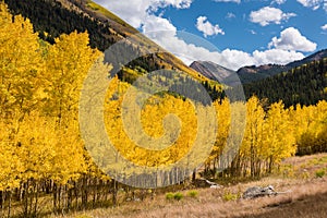 Aspen trees within the Ghost Town of Ashcroft Colorado.