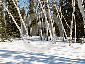 Aspen trees groove in winter boreal forest taiga