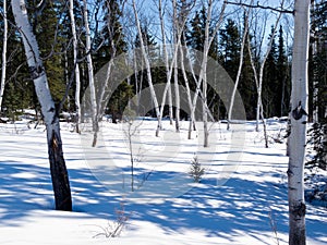 Aspen trees groove in winter boreal forest taiga