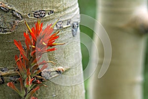 Aspen Trees and Indian Paintbrush