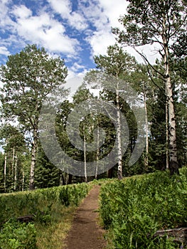 Aspen trees on Kachina trail in Flagstaff arizona photo