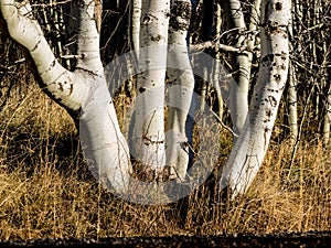 Aspen trees in late fall in Oregon.