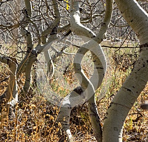 Aspen trees in late fall in Oregon.