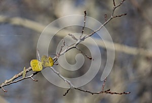 Aspen trees in late fall in Oregon.