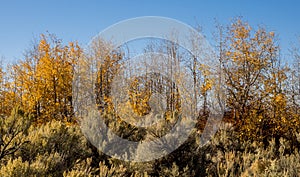 Aspen trees in late fall in Oregon.