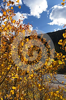 Aspen trees in the mountains of Colorado