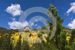 Aspen trees in the mountains of Colorado