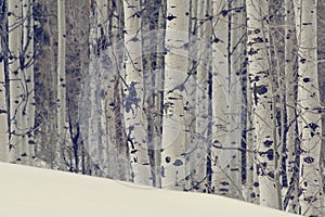Aspen trees in the northern utah mountains in the winter photo