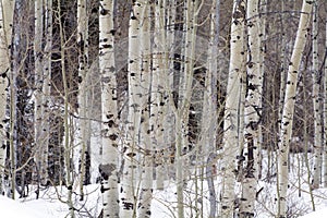 Aspen trees in the northern utah mountains in the winter