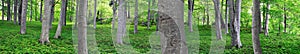 Aspen trees in park