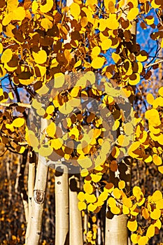 Aspen Trees in Peak Autumn Color