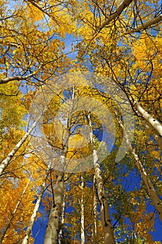 Aspen Trees reaching for the sky