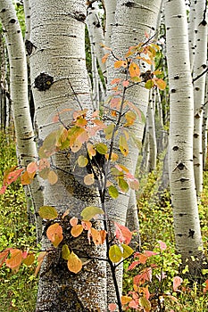 Aspen trees with red shrub