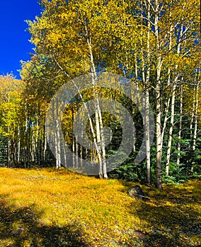 Aspen trees Rio Grande National Forest Antonito Colorado photo