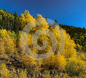 Aspen trees Rio Grande National Forest Antonito Colorado photo