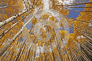 Aspen trees, Rocky mountains, Colorado