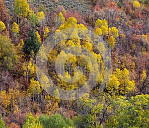 Aspen trees on the slopes of Wasatch mountain range in Utah