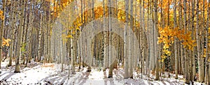 Aspen trees in snow