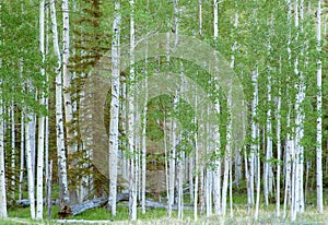 Aspen trees in Spring