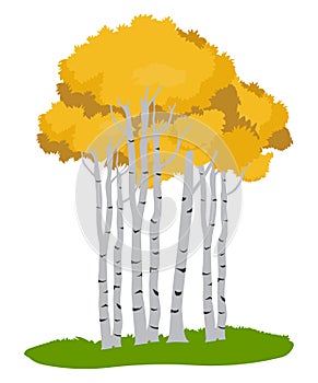 Aspen trees.Tree illustration ,Autumn tree photo