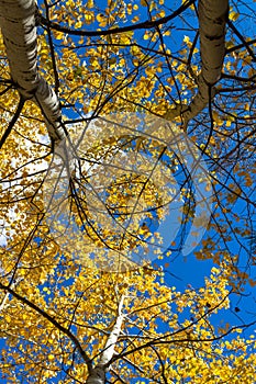Aspen trees turning yellow and gold viewed from the ground
