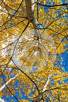 Aspen trees turning yellow and gold viewing the sky above