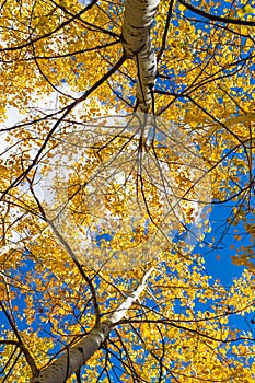 Aspen trees turning yellow and gold viewing the sky above from a laying down posture