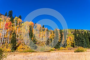 Aspen trees with vibrant fall colors in Durango, Colorado photo