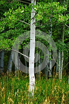 Aspen Trees White Trunk Lush Green in Summer Forest Wilderness