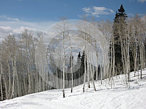 Aspen trees in winter