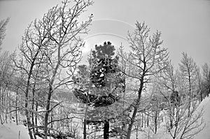 Aspen trees in winter through fisheye lens