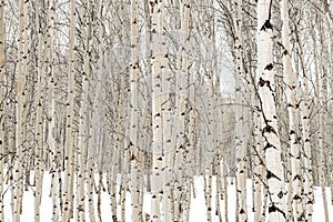 Aspen trees in winter with water soaked bark