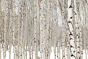 Aspen trees in winter with water soaked bark photo