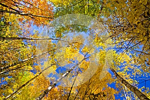 Aspen treetops, autumn