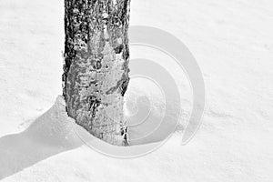 Aspen Trunk in the Snow - B&W Image