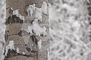 Aspen trunk with Snow after Blizzard