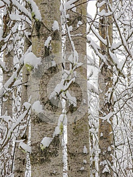 Aspen trunks with Snow after Blizzard