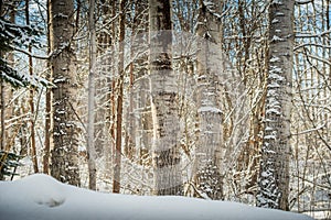 Aspen Trunks with Snow in Winter