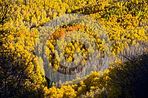 Aspen Vista Overlook